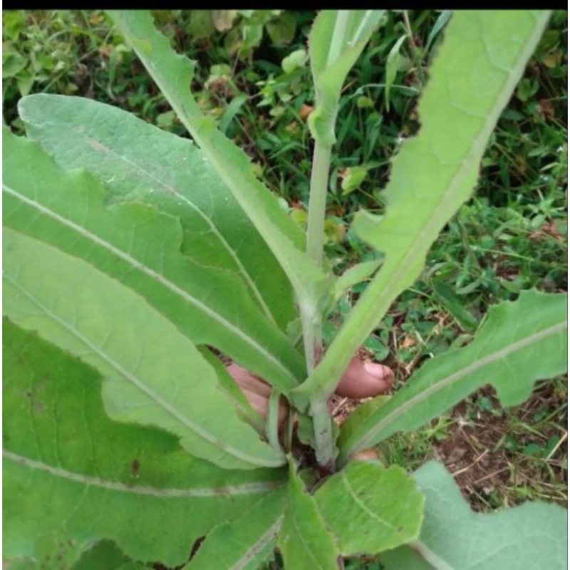 

Daun tempuyung segar 500gram