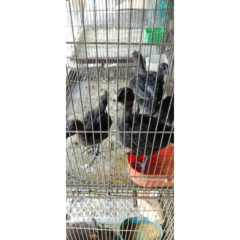 anakan ayam cemani ori