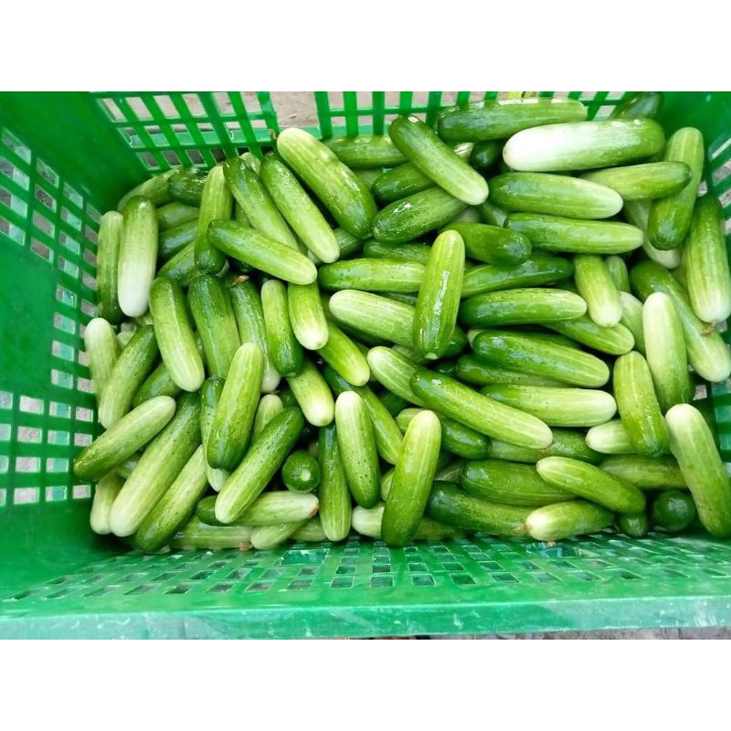 

Timun Lokal
