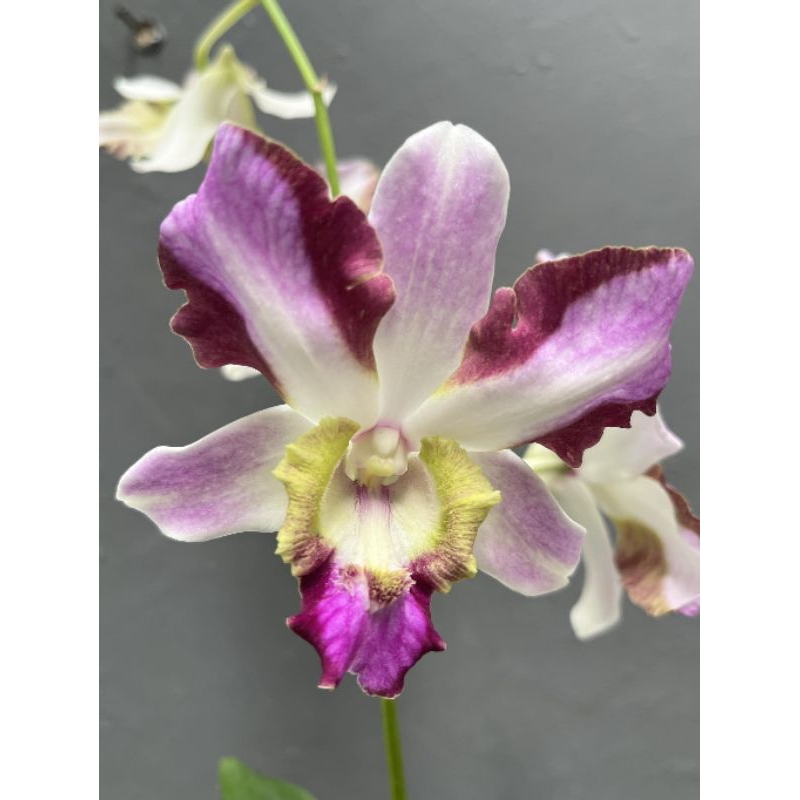 Dendrobium king dragon " palawa"