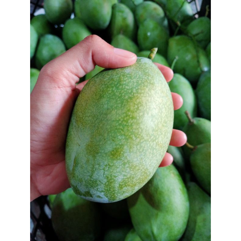 

Mangga manalagi Madu Jumbo 1kg isi 3-4 Buah