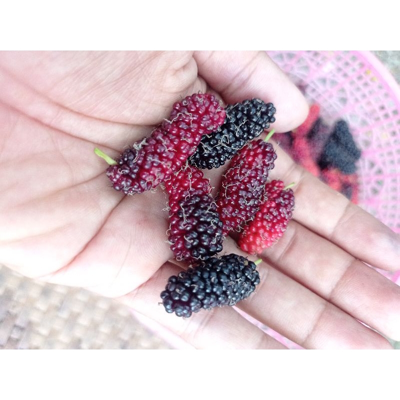 

Buah Mulberry /murbei