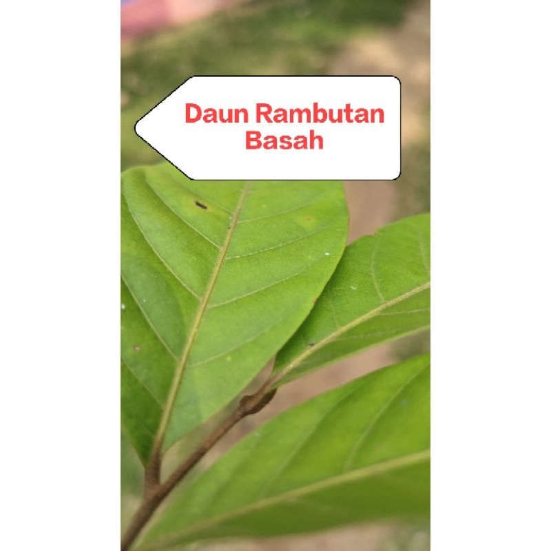 

Daun Rambutan Basah/belum kering 25 lembar