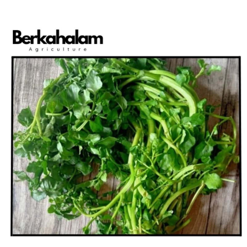 

selada air 500gram