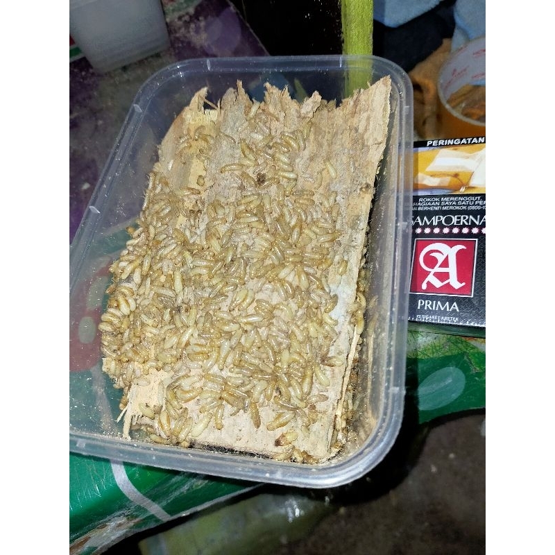 POA/Warengas Umpan Gacorr Size Mika/Kotak/Tupperware