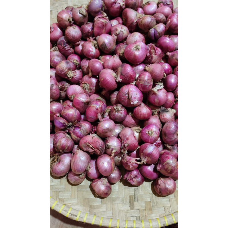 

Bawang Merah Super Jumbo