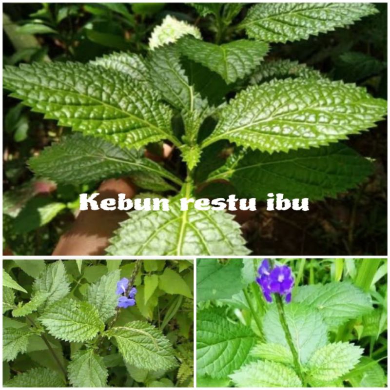 

Paket hemat 250gr daun jarong/pecut kuda segar