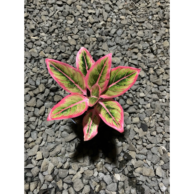 aglonema lotus delight