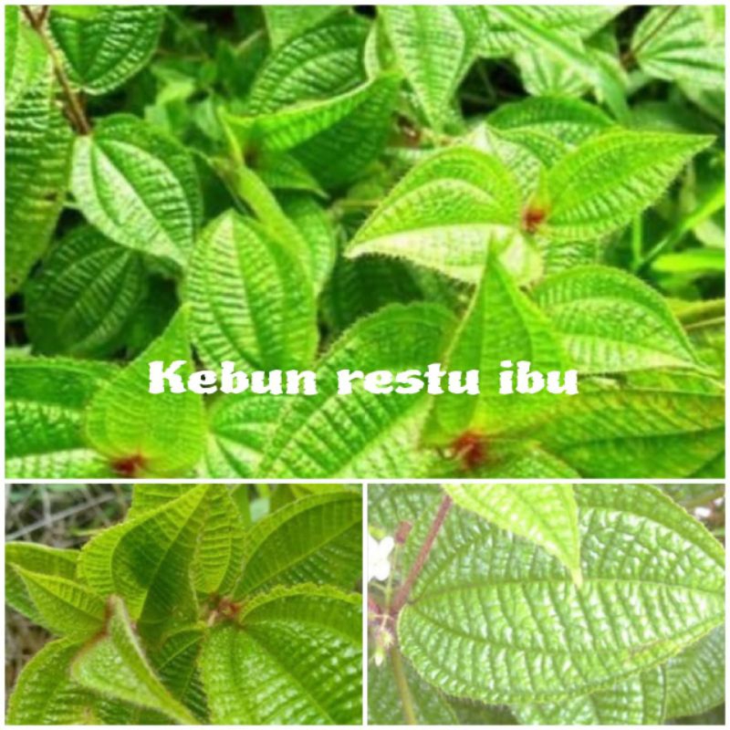

200gr daun harendong bulu segar fres