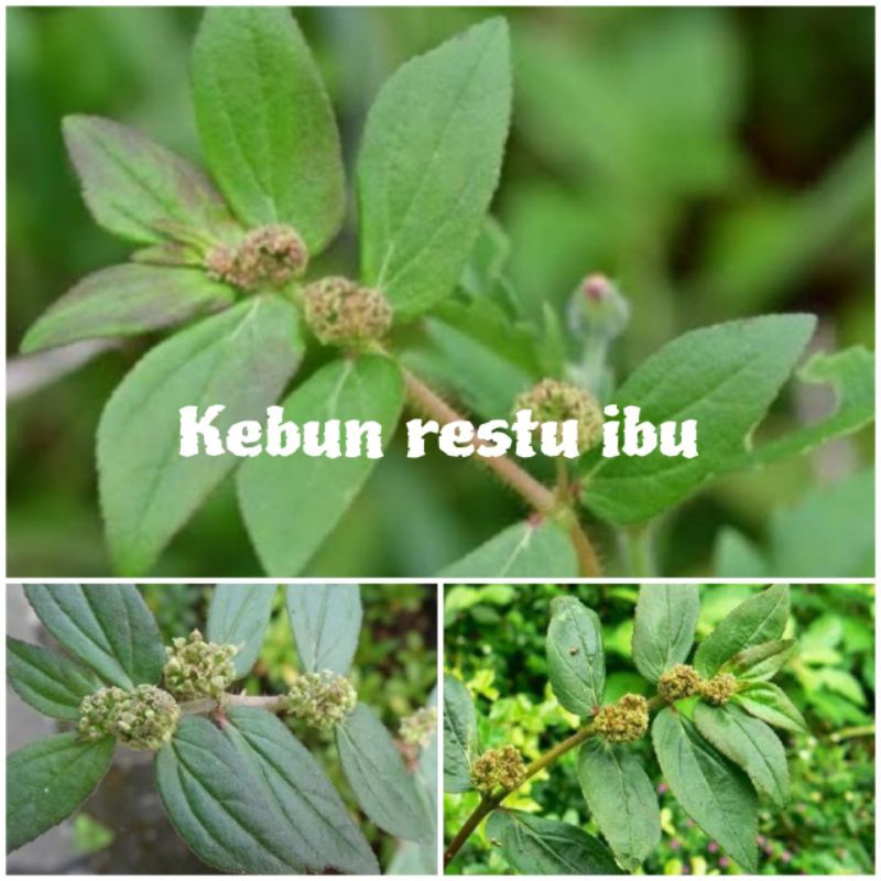 

Promo daun petikan kebo segar 250gr fres