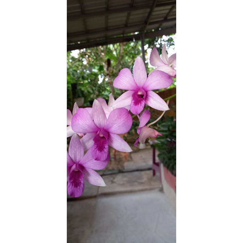 Anggrek Jadul Dendrobium Mentangai