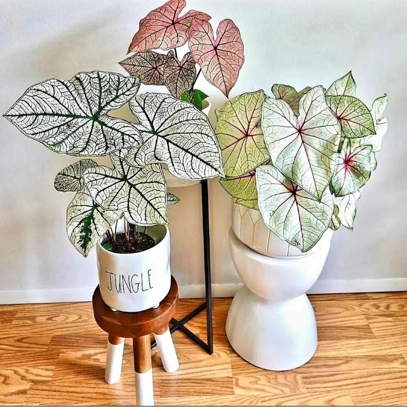 Tanaman Hias Keladi Thai Series White Star Bunga Hias Keladi Caladium Anakan Murah Merah BUKAN BONGG