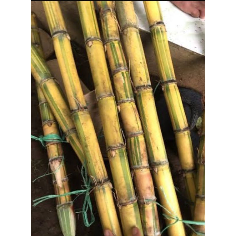 

Tebu kuning segar- Tebu kuning manis fresh 1kg