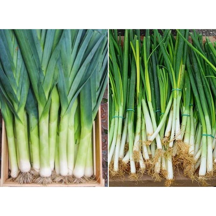 

Bawang Daun 1kg / 250g / 100g Promo Bumbu Dapur Bandung