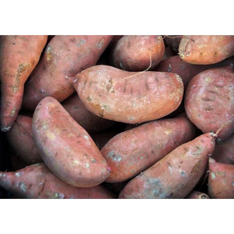 

UBI JALAR ISI KUNING