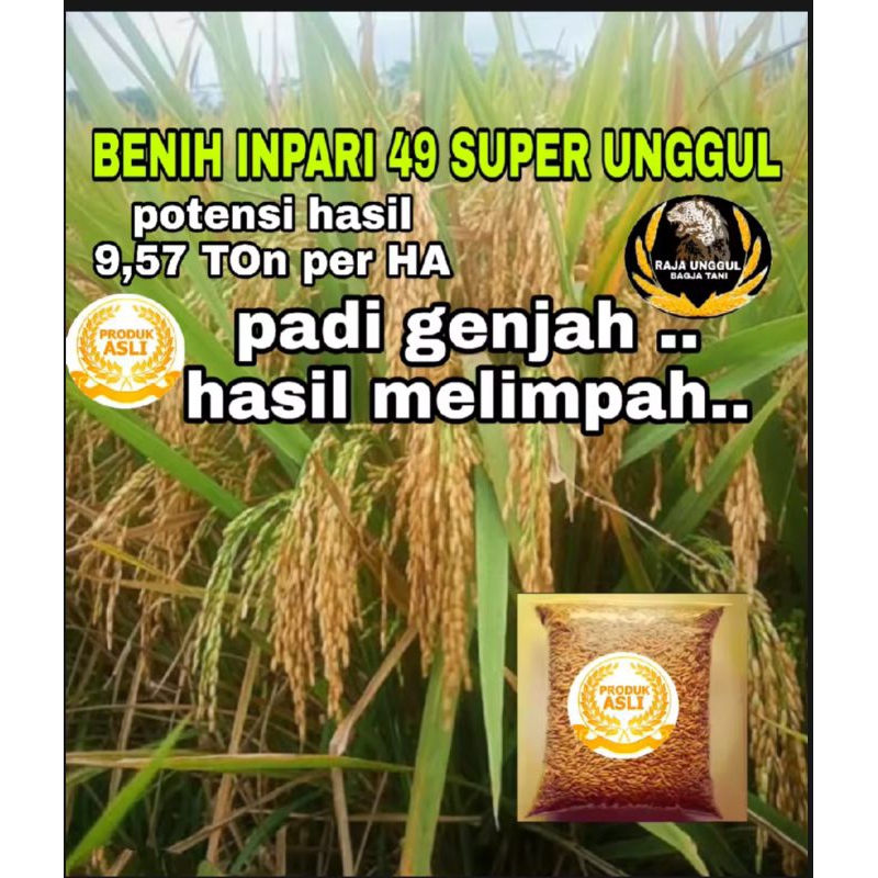 1KG BENIH BIBIT PADI INPARI 49 SUPER UNGGUL GENJAH BERBOBOT  PADI SUPER