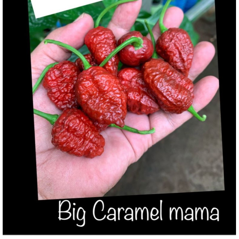 

Jual benih big caramel mama (biji)