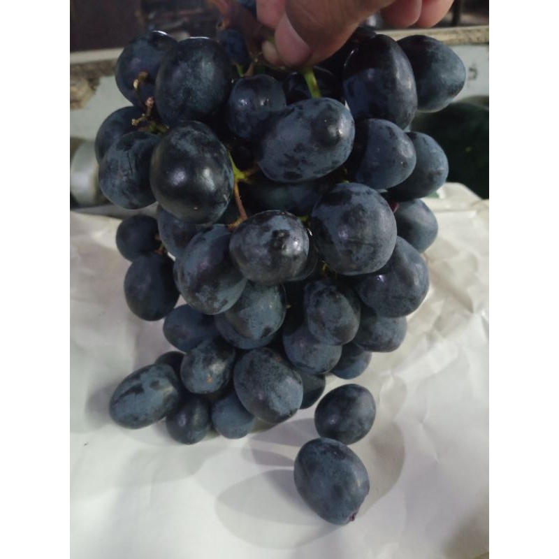 

anggur kuantum black 500gr.