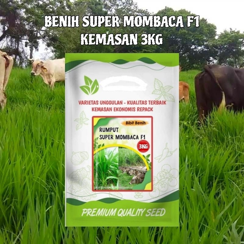 3KG Benih Rumput Super Mombaca F1 Rumput Hidup Premium Benih Rumput Mombaca