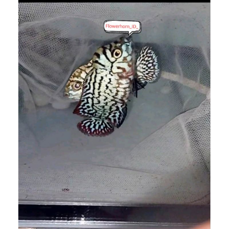 Burayak Louhan BlackKamfa F2 Thailand