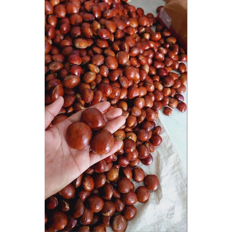 

Jengkol Tua/jengkol punel berat 500gram