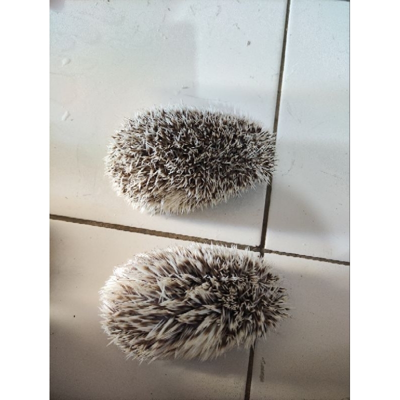 Landak Mini hewan peliharaan lucu