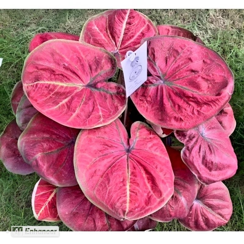 Tanaman Hias Keladi Thai Series Big Boss Bunga Hias Keladi Caladium Anakan Murah Merah BUKAN BONGGOL