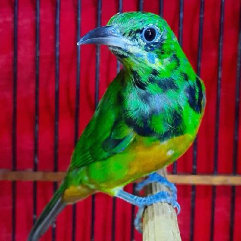 CUCAK CUNGKOK Trotol pilihan rajin bunyi (asal china)