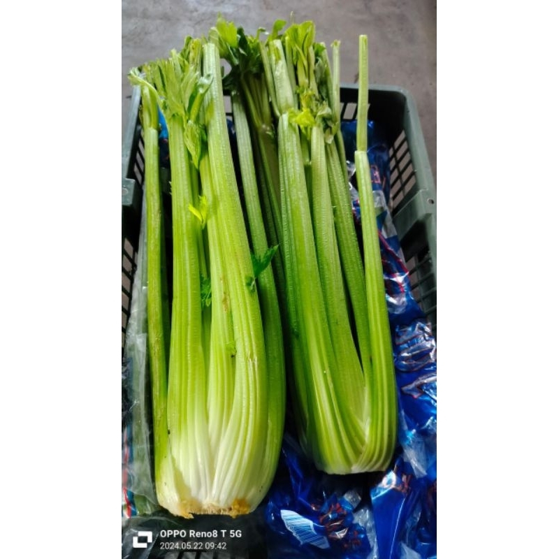 

RB Celery Stick Import - Celery Stick 1KG - Seledri Batang - Fresh per KG