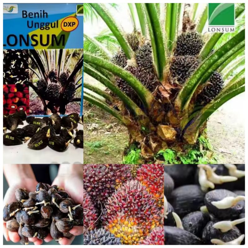 Benih polong LONSUM sawit unggul Original SERTIFIKAT