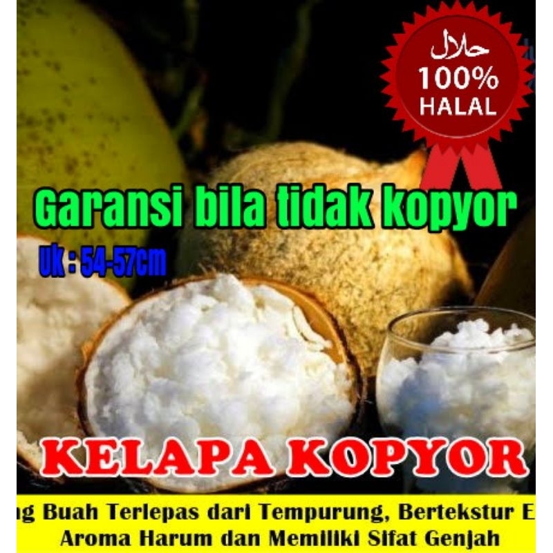 

kelapa kopyor asli, plontos size 54-57cm rasa manis dan dagingnya tebal