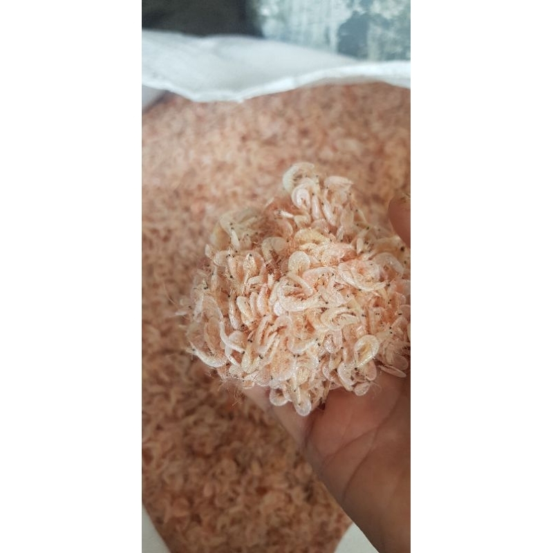 

Udang kecepe