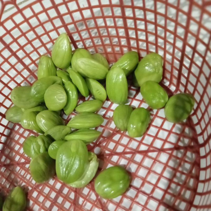 

pete rijekan atau sortiran 1 kg kecil masak pohon awet tahan lama