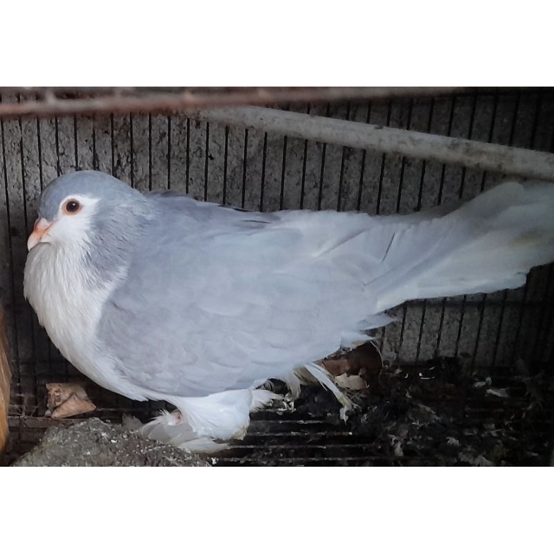 BURUNG MERPATI HIAS LAHORE BETINA