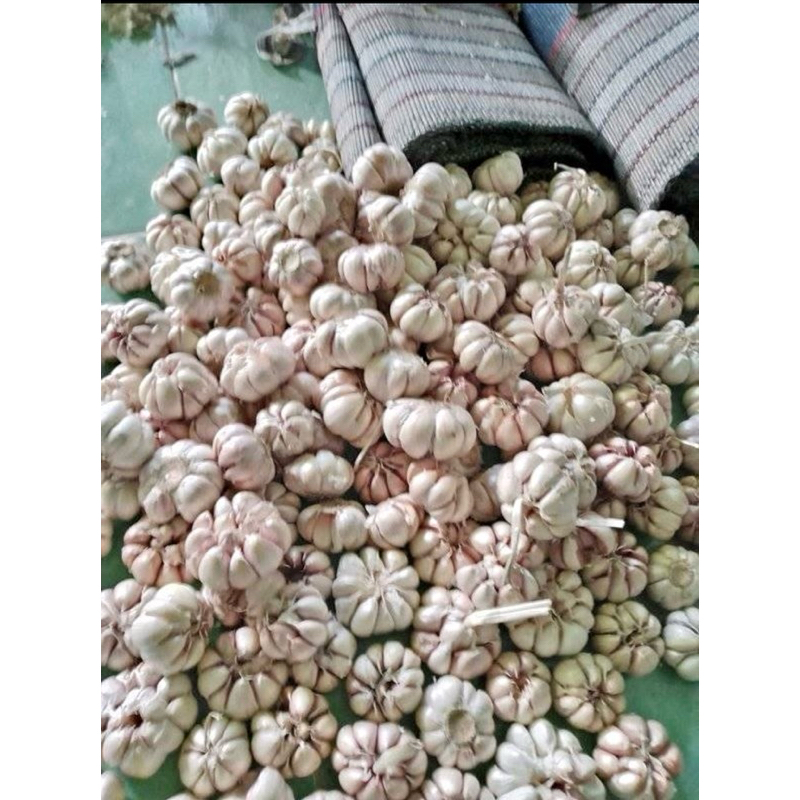 

bawang putih bersih 1 kg