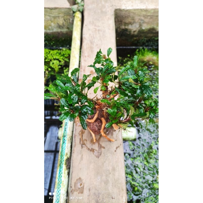 bonsai buce palandra Aquascape aquarium