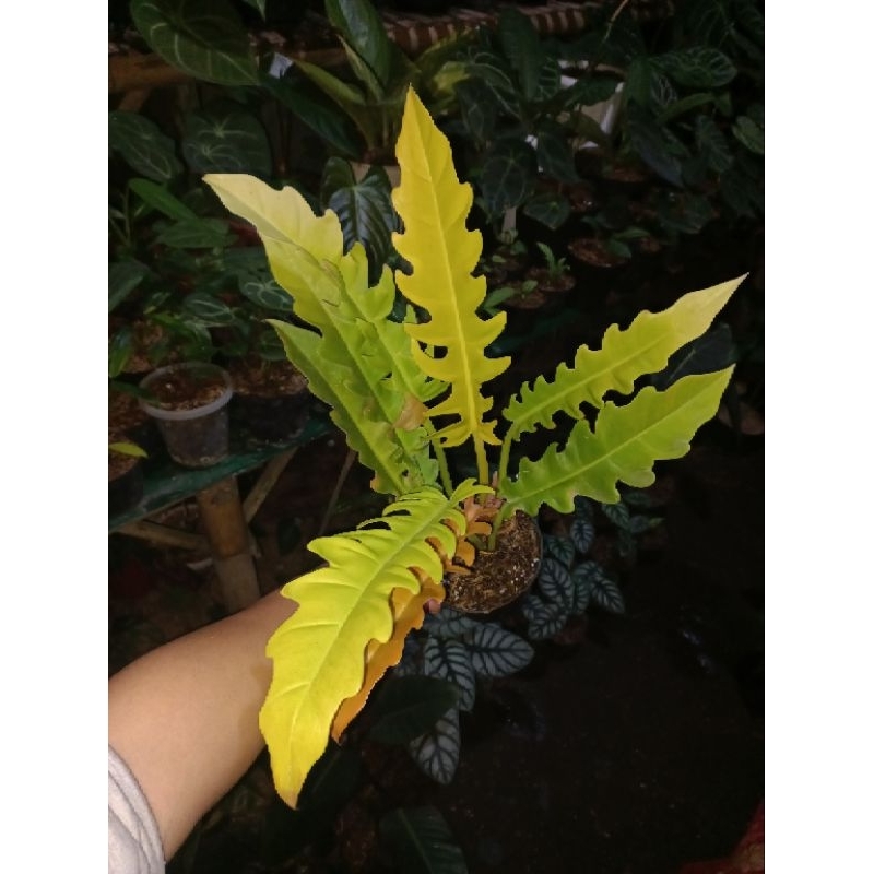 Tanaman hias philodendron Golden saw / Philo Gergaji golden