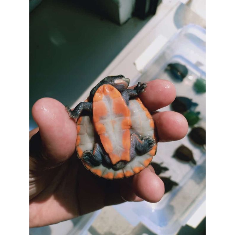 kura kura dada merah medium