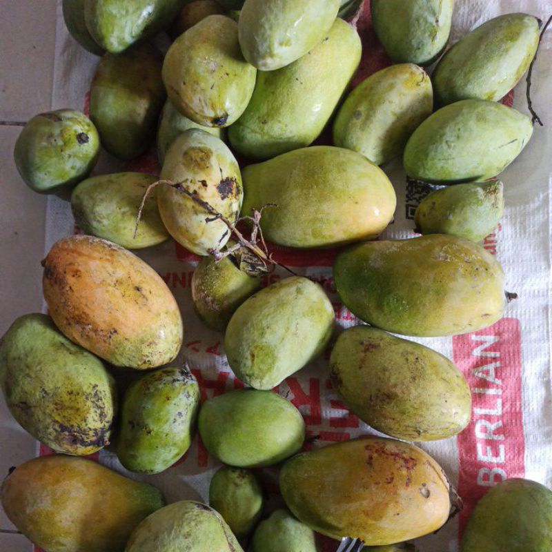 

mangga indramayu matang pohon 1 kg