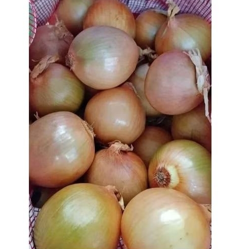 

BAWANG BOMBAY 1KG TERMURAH