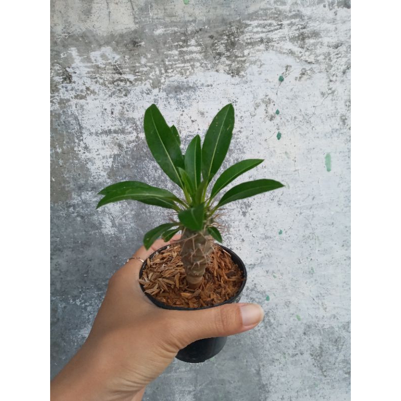 Pachypodium ramosum