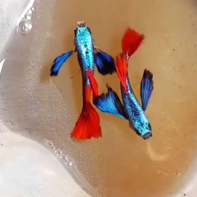 pakan Guppy {PRTD/KOI - MSSRG} 1 pair hiasan aquarium
