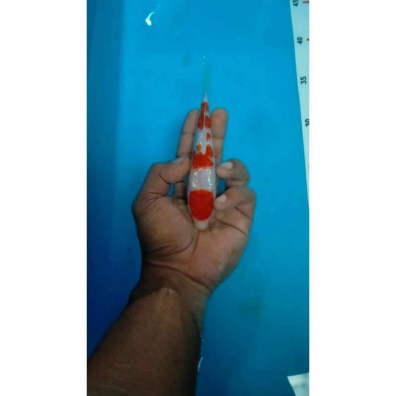 paket 2ekor Tancho Kohaku