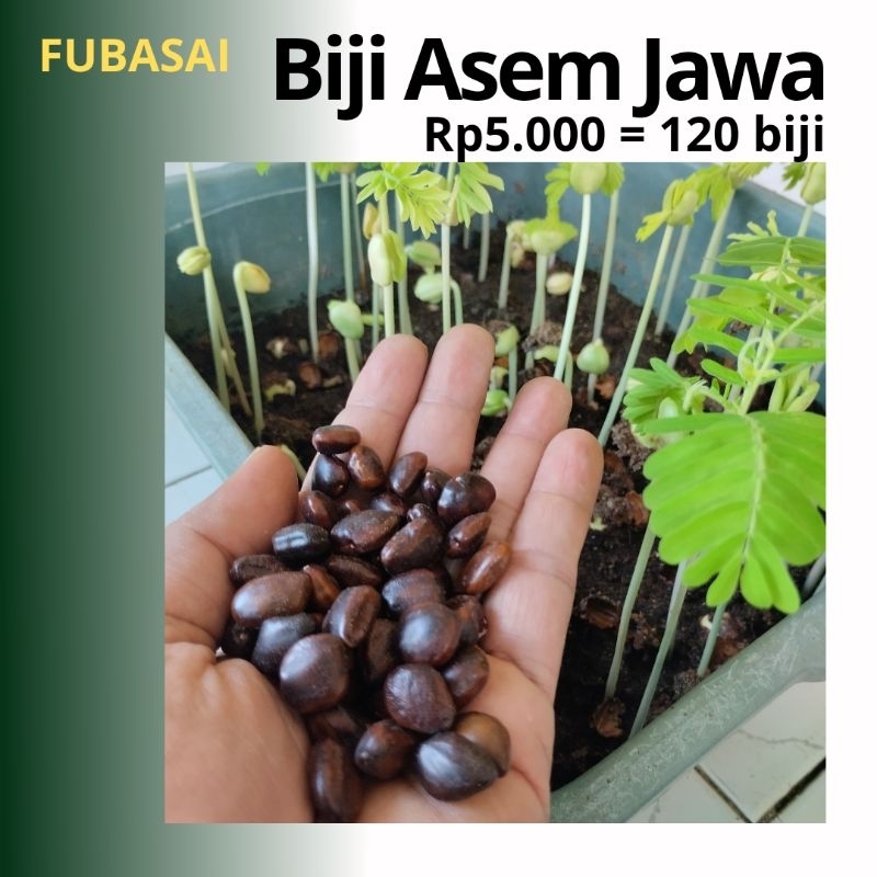 Biji Asem Jawa 120 Biji | Bibit Tanaman Bahan Bonsai Asem Jawa