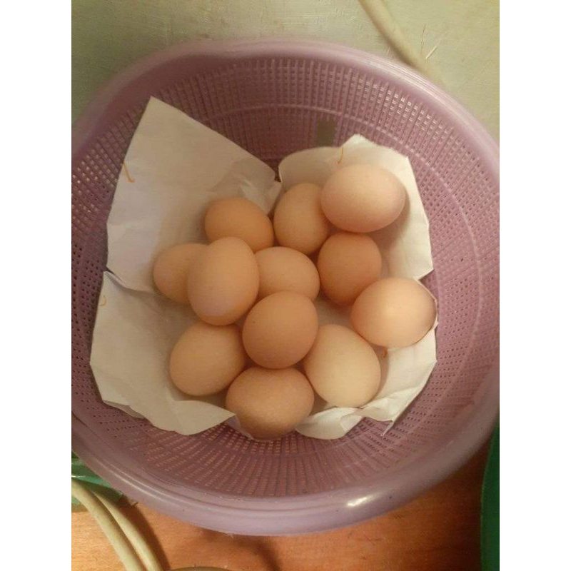 

TELUR AYAM FERTIL KUB 2