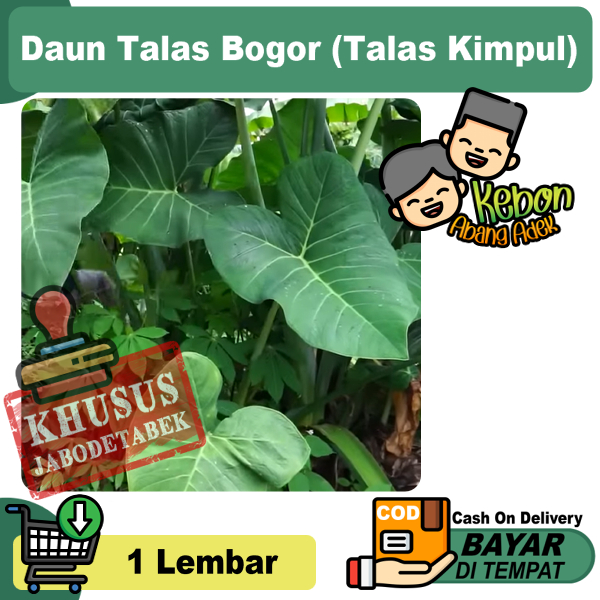 

Daun talas Bogor/ fresh murah / bungkus buntil / masakan buntil segar lebar 1 lembar untuk pakan ikan