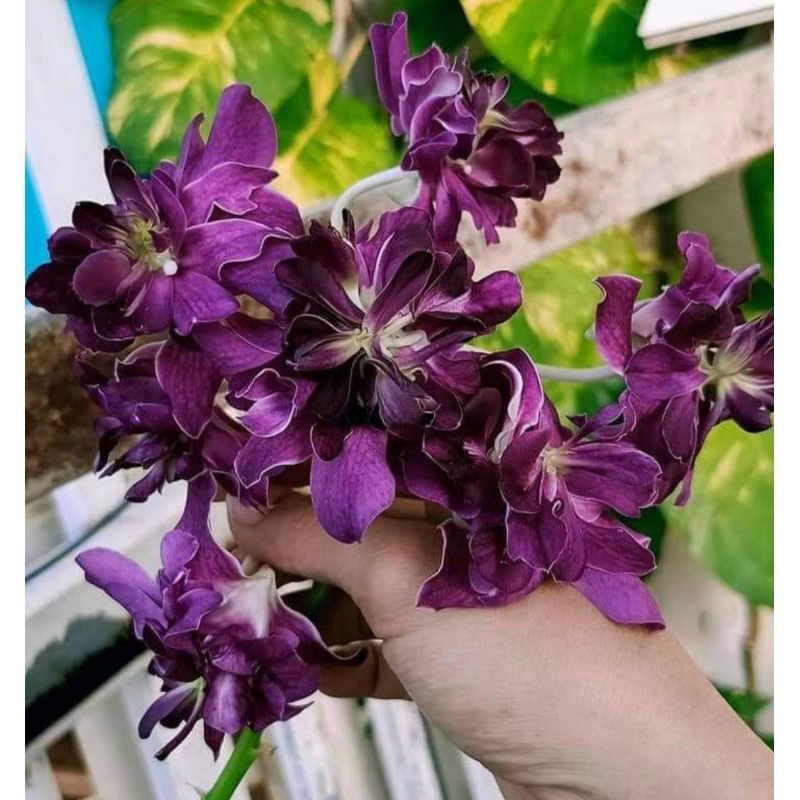 Anggrek Dendrobium Betty Rose Blue - Mawar Biru