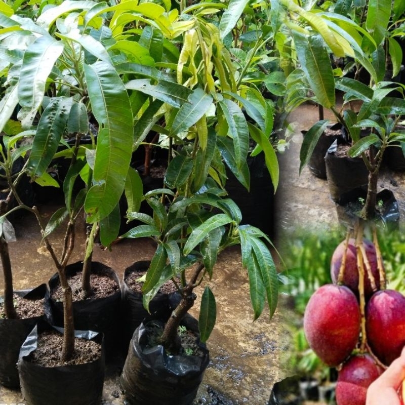 Pohon mangga merah miyazaki