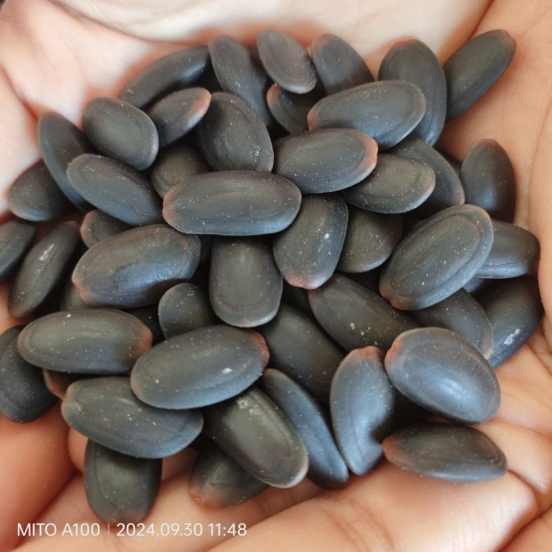 

biji kedawung kering murni 1kg