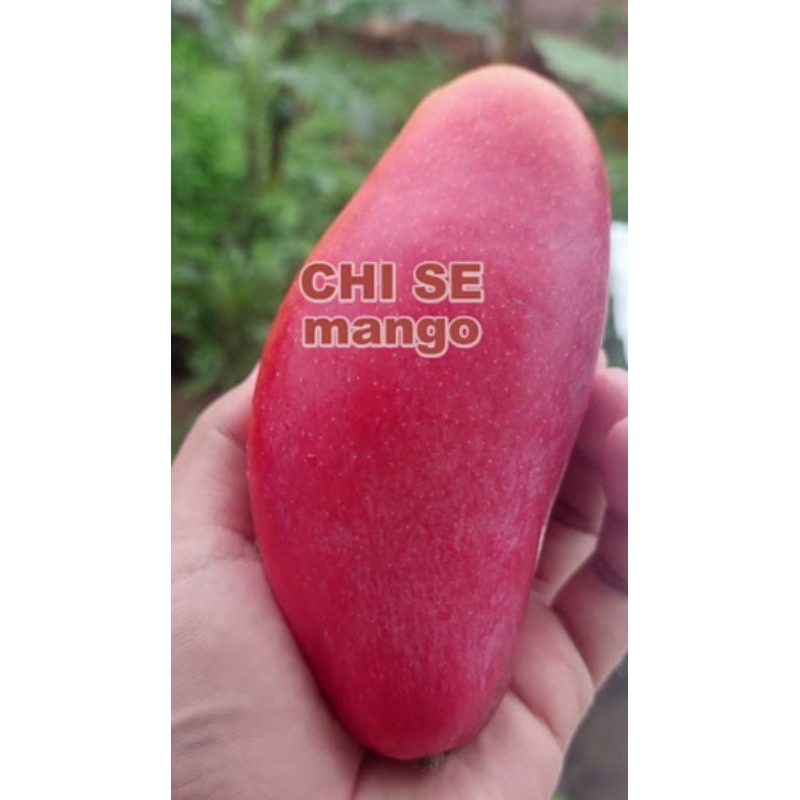 Entres cutting mangga import Chisee/Jhi zhi entris untuk bahan sambung okulasi